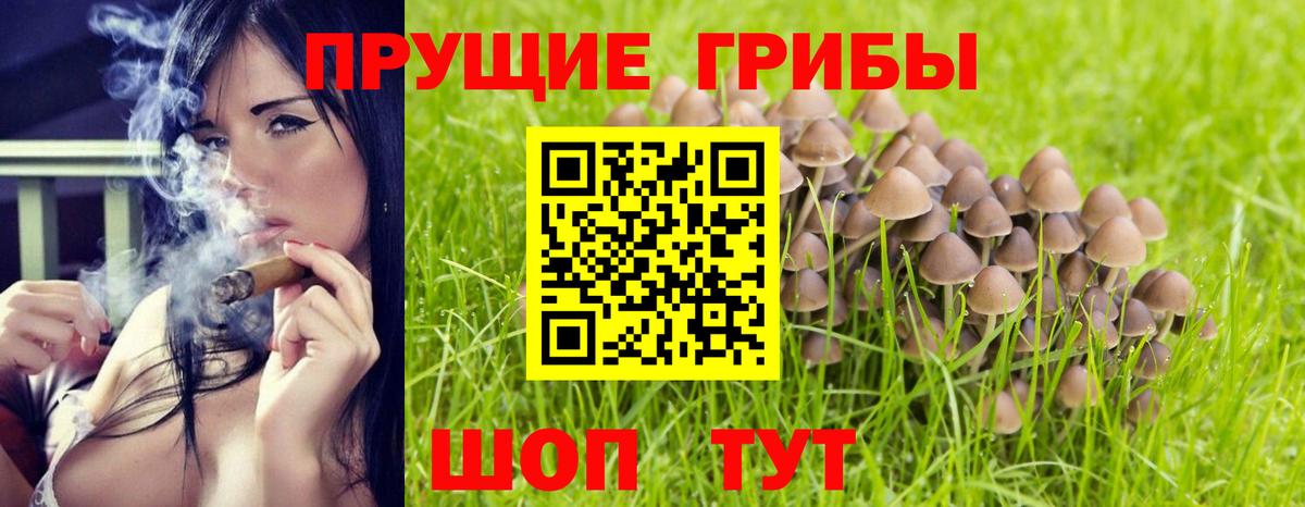 Псилоцибиновые грибы Psilocybe Пятигорск